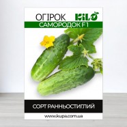 Насіння огірка Самородок F1, 0,5 кг